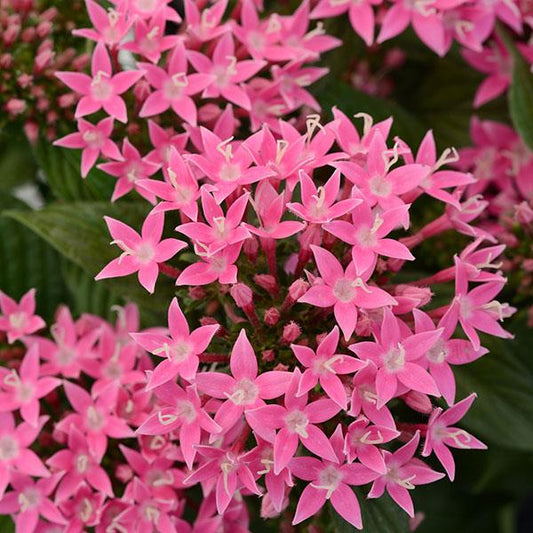 Pelleted Seeds Pentas Lucky Star® Deep Pink Flower Seeds