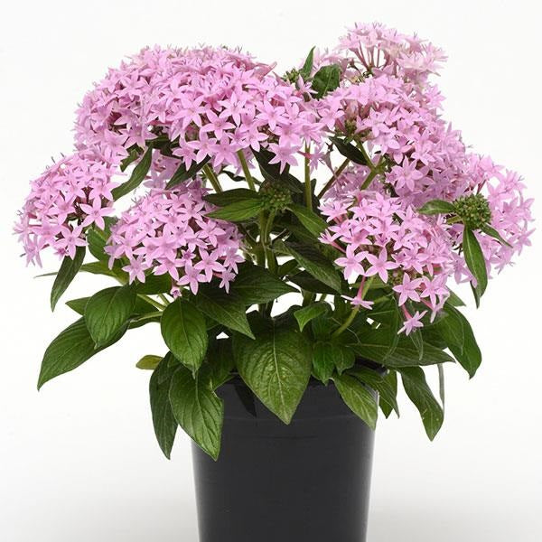 Pelleted Seeds Pentas Lucky Star® Lavender Flower Seeds