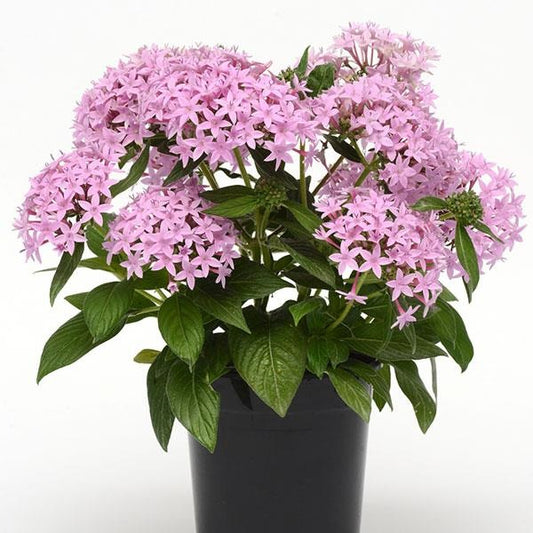 Pelleted Seeds Pentas Lucky Star® Lavender Flower Seeds