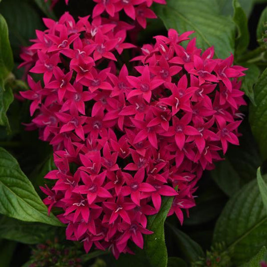 Pelleted Seeds Pentas Lucky Star® Lipstick Flower Seeds