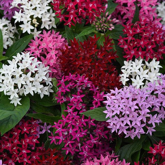 Pelleted Seeds Pentas Lucky Star® Mix Flower Seeds
