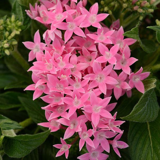Pelleted Seeds Pentas Lucky Star® Pink Flower Seeds