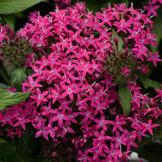 Pelleted Seeds Pentas Lucky Star® Violet Flower Seeds