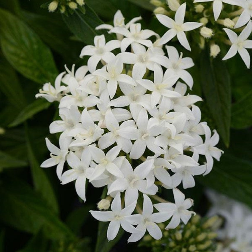 Pelleted Seeds Pentas Lucky Star® White Flower Seeds
