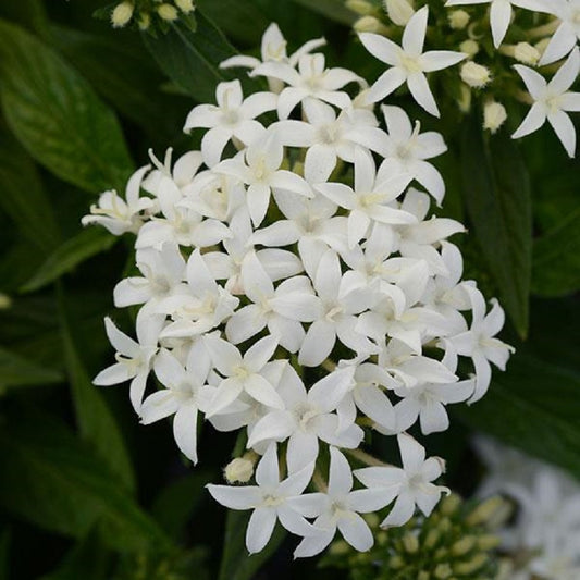 Pelleted Seeds Pentas Lucky Star® White Flower Seeds