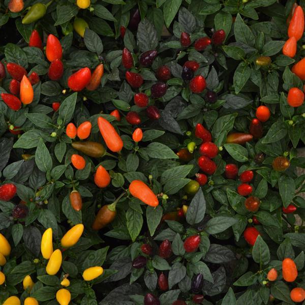 Pepper Seeds Acapulco™ XP Multicolor Mix Ornamental Pepper