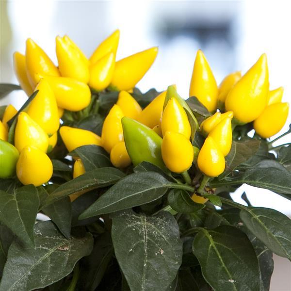 Pepper Seeds Salsa XP Yellow Ornamental Pepper