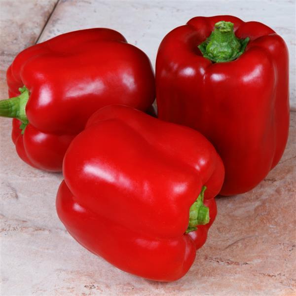 Sweet Pepper Seeds Arica Bell Pepper Vegetable Seeds