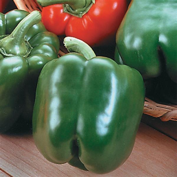 Sweet Pepper Seeds King Arthur Vegetable Seeds