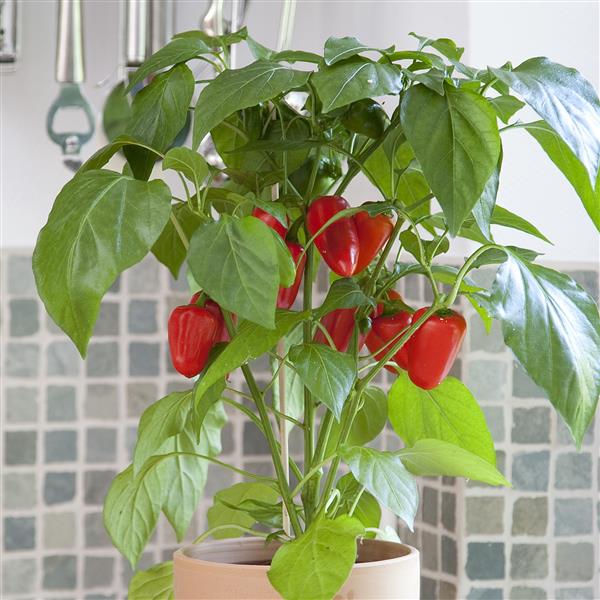 Kitchen Minis™ Fresh Bites Red Pepper Seeds Vegetable Seeds