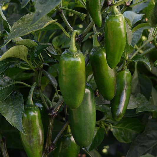 Hot Pepper Seeds Jalapeno La Bomba II Vegetable Seeds