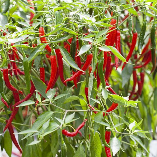 Hot Pepper Seeds Longhorn Vegetable Seeds