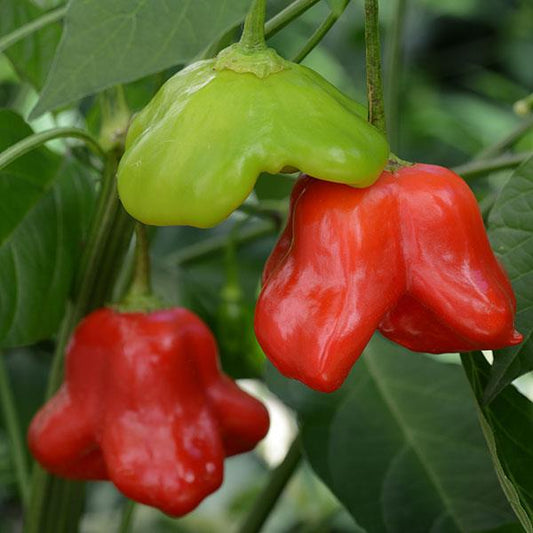 Hot Pepper Seeds Mad Hatter Vegetable Seeds