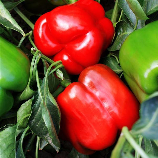 Red Sweet Pepper Seeds Majestic Red Vegetable Seeds