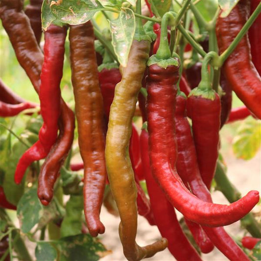 Hot Pepper Seeds Mesilla Vegetable Seeds
