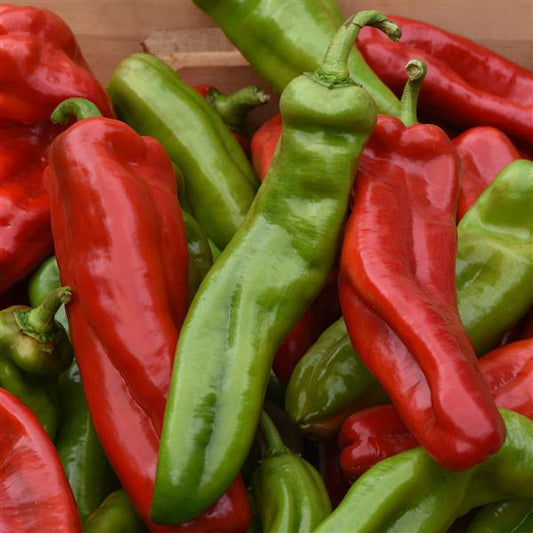 Sweet Pepper Seeds Peppi Cornissimo Vegetable Seeds