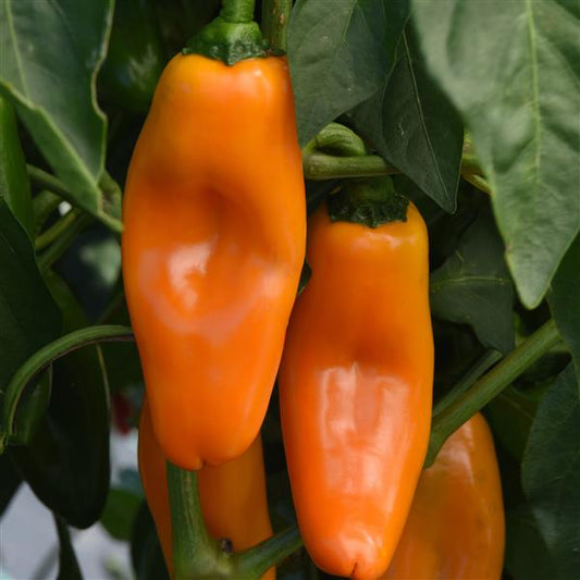 Sweet Pepper Seeds Peppi Yellow Vegetable Seeds