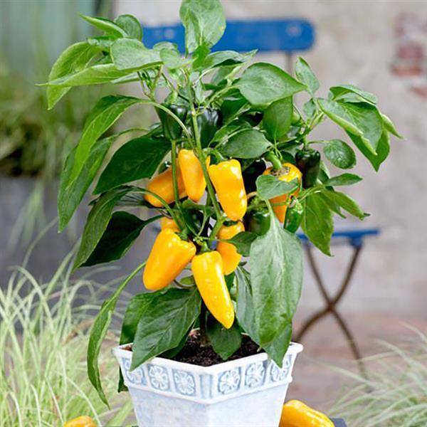 Pillar Sweet Yellow Pepper Seeds Vegetable Seeds