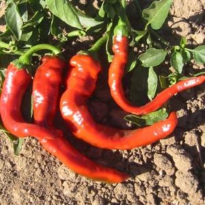 Hot Pepper Seeds Portugal Vegetable Seeds