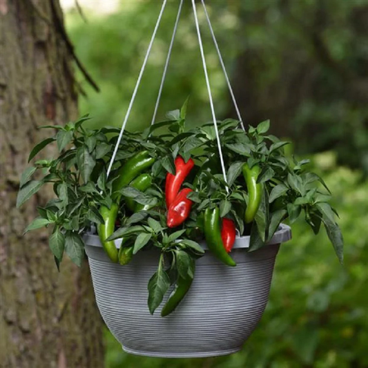 Hot Pepper Seeds Pot-a-Peno Vegetable Seeds