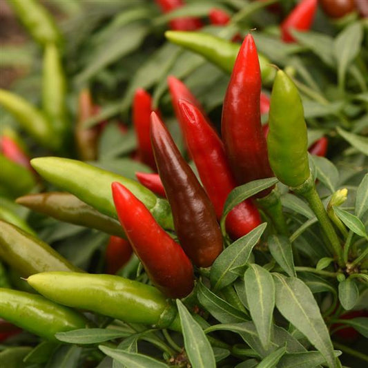 Hot Pepper Seeds Quickfire Vegetable Seeds