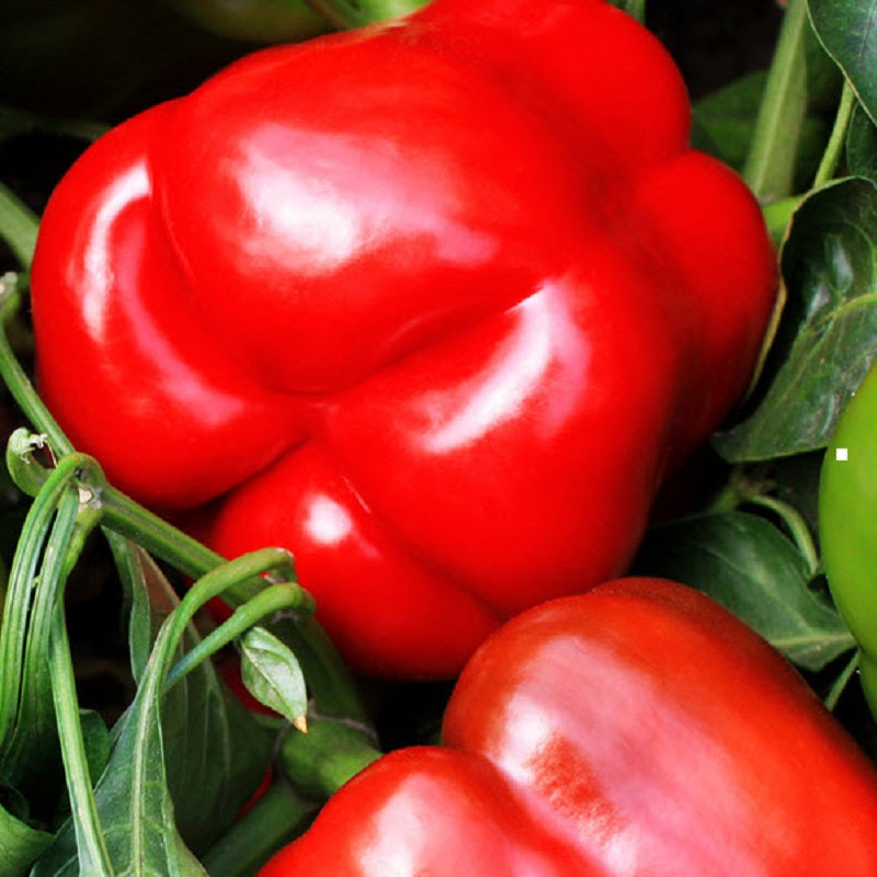 Sweet Pepper Seeds Red Knight Vegetable Seeds