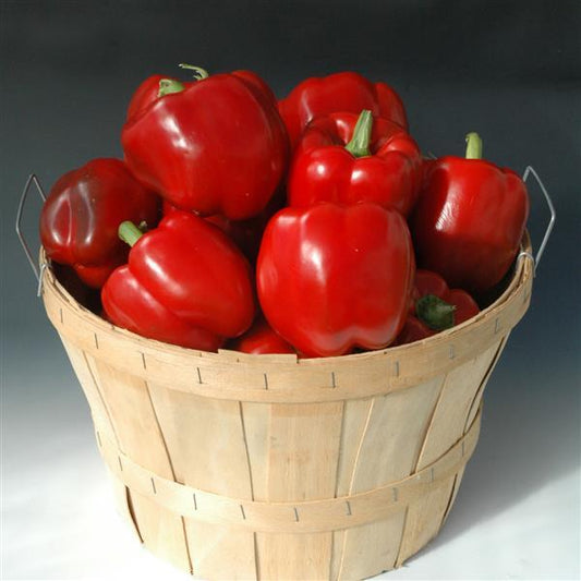 Sweet Pepper Seeds Revolution II Vegetable Seeds