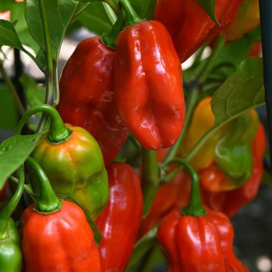Hot Pepper Seeds Roulette Vegetable Seeds