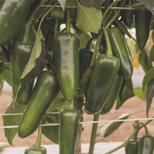 Hot Pepper Seeds San Joaquin Vegetable Seeds
