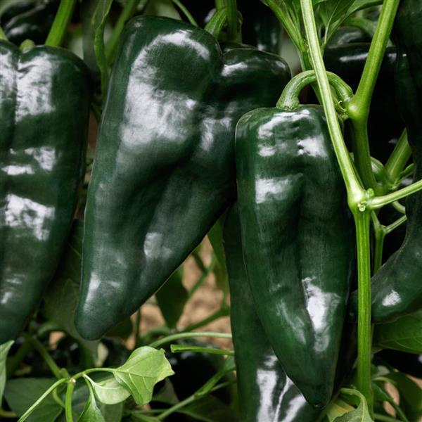 Hot Pepper Seeds Sargento Poblano Vegetable Seeds