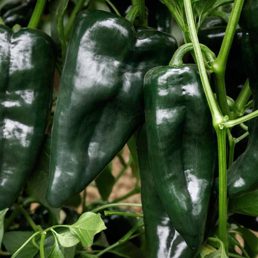 Hot Pepper Seeds Sargento Poblano Vegetable Seeds