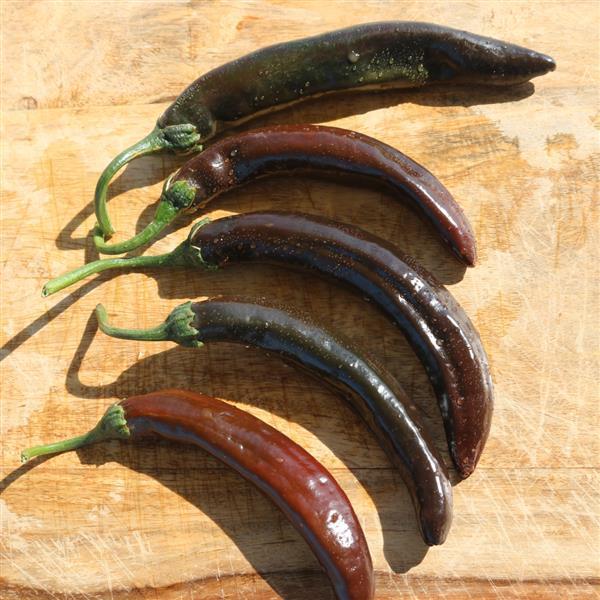 Hot Pepper Seeds Sombrerete Vegetable Seeds