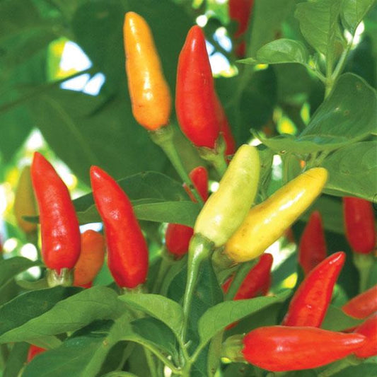 Hot Pepper Seeds Tabasco Vegetable Seeds