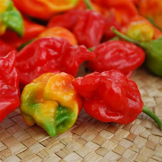 Hot Pepper Seeds Trinidad Scorpion Vegetable Seeds