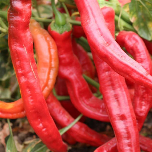 Hot Pepper Seeds Wildcat Vegetable Seeds