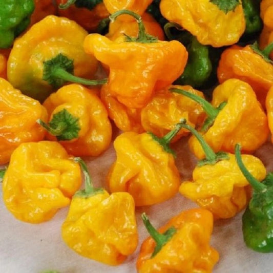 Hot Pepper Seeds Yellow Scotch Bonnet Vegetable Seeds