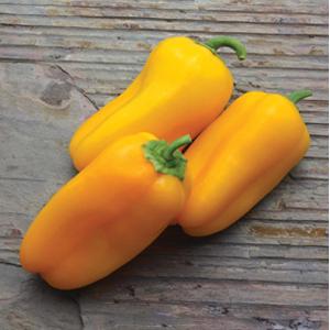 Sweet Pepper Seeds Yellow Sparkler Vegetable Seeds