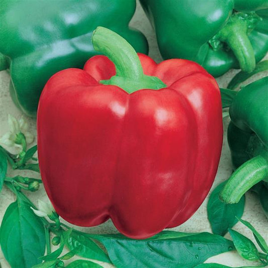 Sweet Pepper Seeds Yolo Wonder Vegetable Seeds