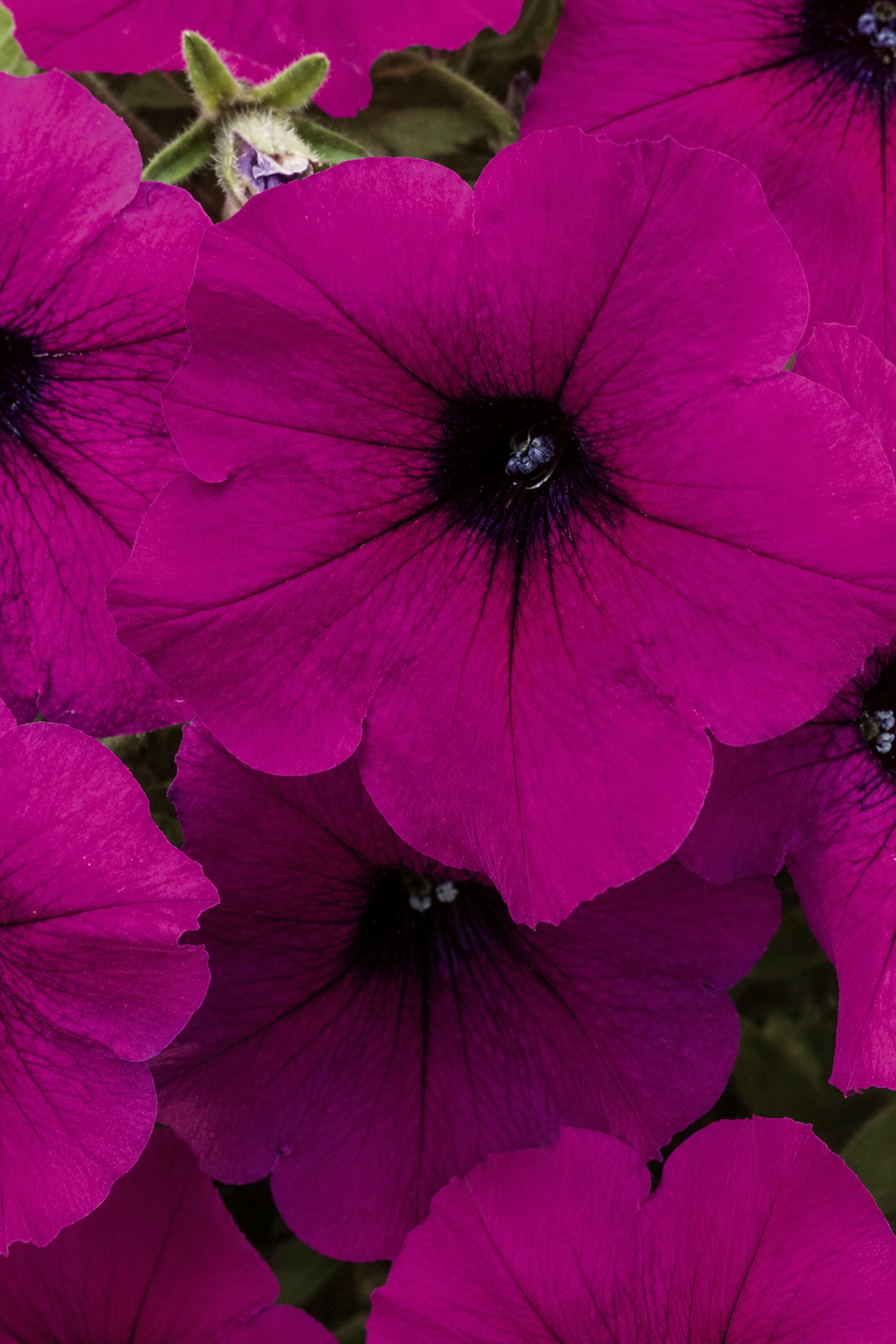 Close-up of bright magenta-purple petunia flowers with dark centers and green foliage in the background.