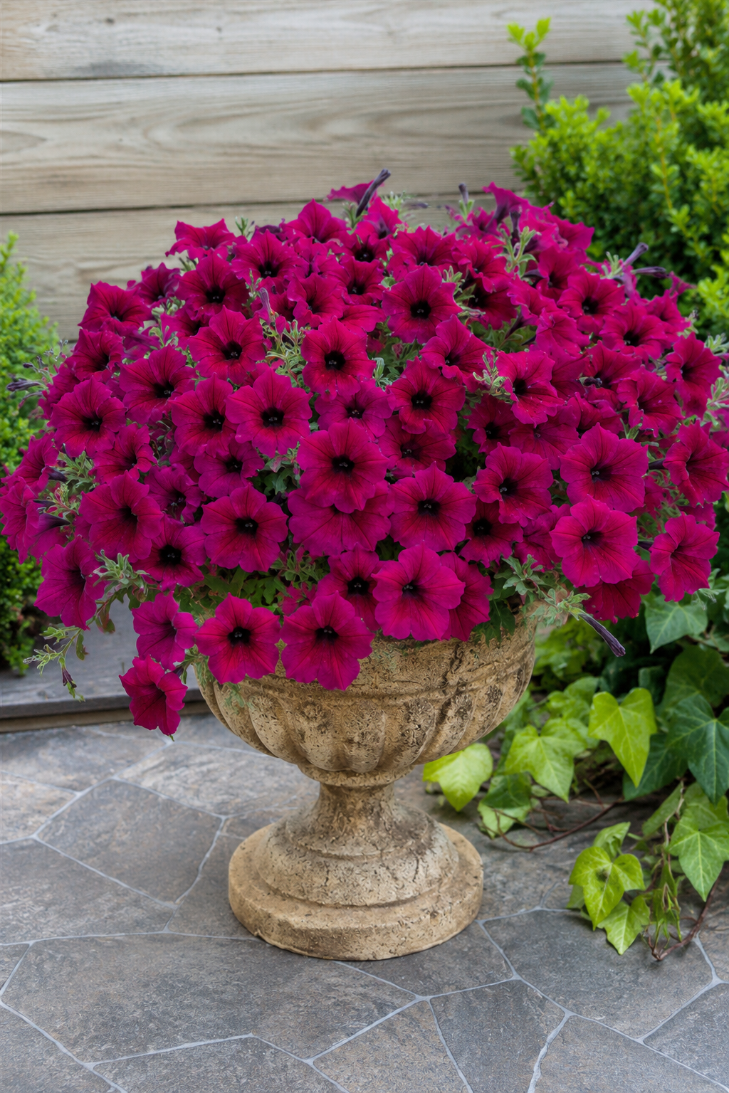 A large urn-shaped planter filled with dense magenta petunias, placed on a stone patio with green foliage and a wooden fence in the background.