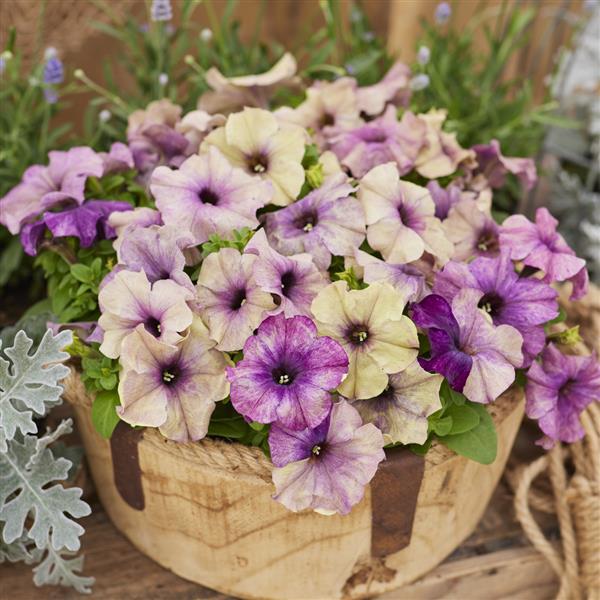 1,000 Pelleted Petunia Seeds Shake Blueberry Petunias
