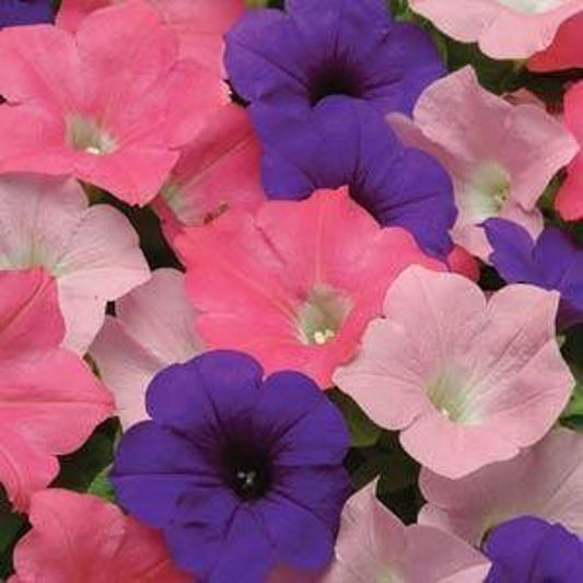 Bulk Petunia Seeds Easy Wave® Beachcomber Mix Pelleted Seeds