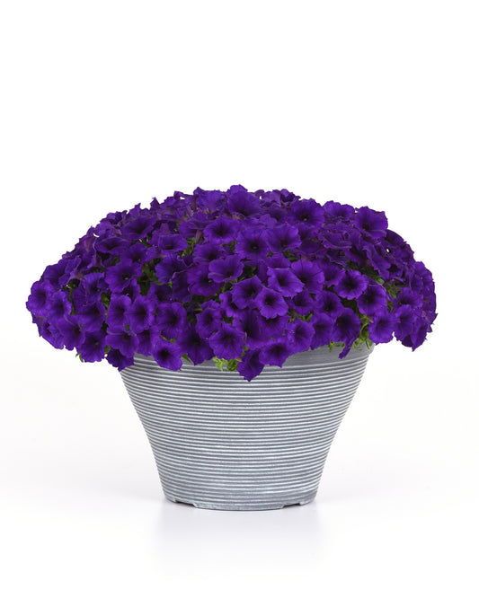 Bulk Petunia Seeds Easy Wave® Blue Pelleted Seeds