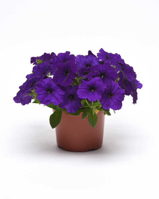 Bulk Petunia Seeds Easy Wave® Blue Trailing Petunia Seeds E3 Pelleted Seeds