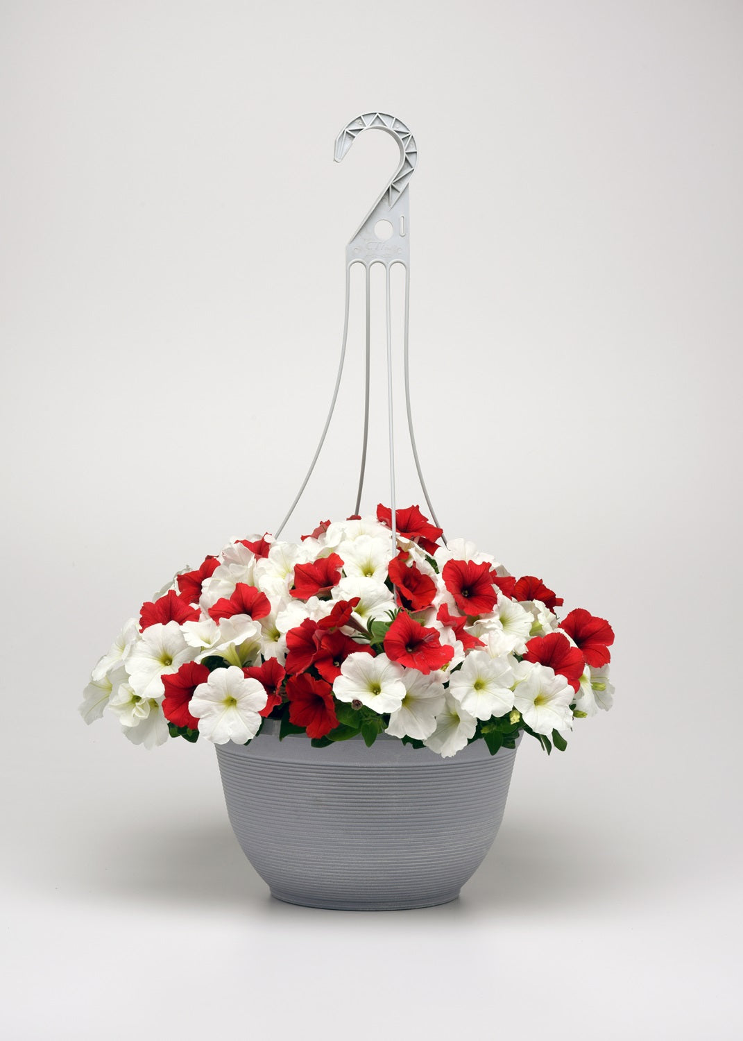 Bulk Petunia Seeds Easy Wave® Peppermint Mix Trailing Petunia Seeds E3 Pelleted Seeds