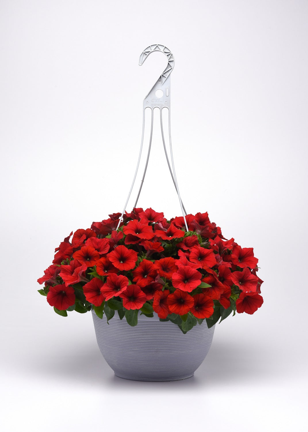 Bulk Petunia Seeds Easy Wave® Red Trailing Petunia Seeds E3 Pelleted Seeds