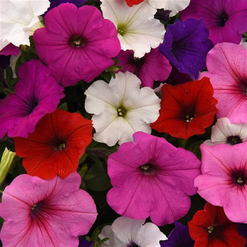 Bulk Petunia Seeds Easy Wave® Formula Mix Pelleted Seeds
