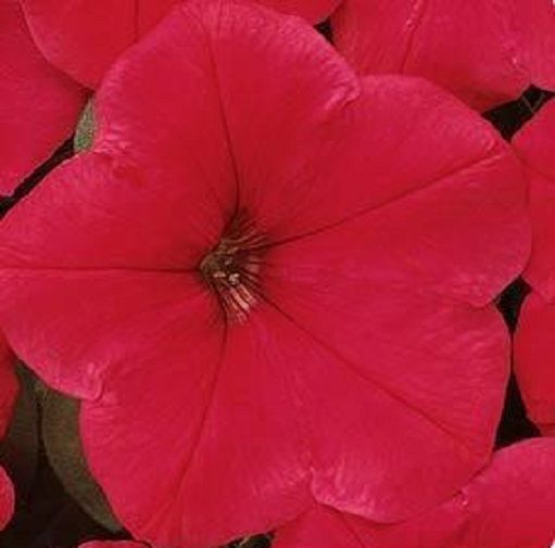 Bulk Petunia Seeds Easy Wave® Red Pelleted Seeds