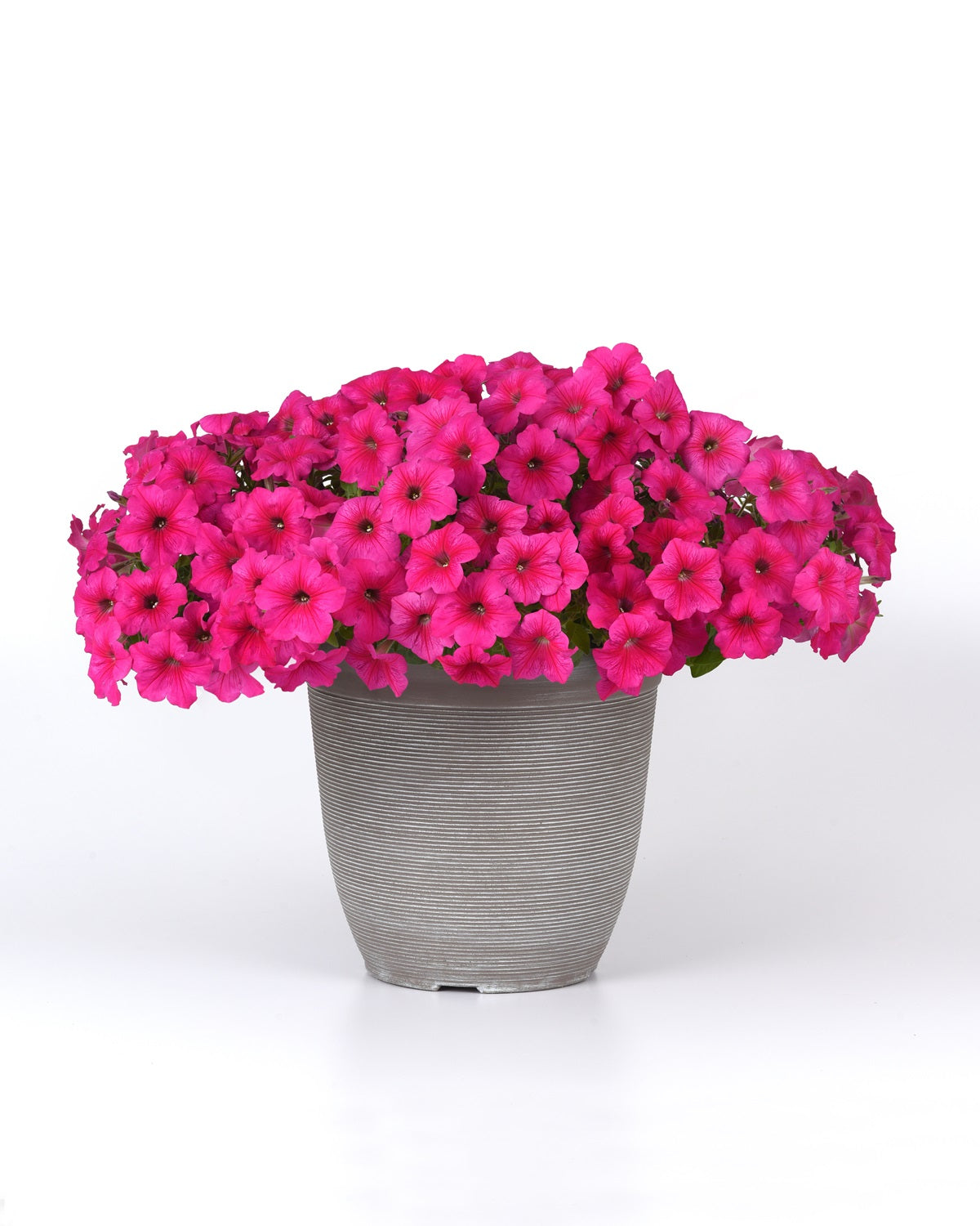 Bulk Petunia Seeds Easy Wave® Rose Pelleted Seeds