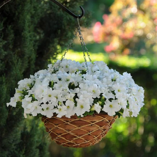 Petunia E Rider Upright Petunia Seeds Petunia Ez Rider® White 1,000 Pelleted Seeds ...